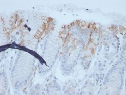 MUC2 Antibody (rMLP/842) - Azide and BSA Free, Novus Biologicals 100 &mu;g;